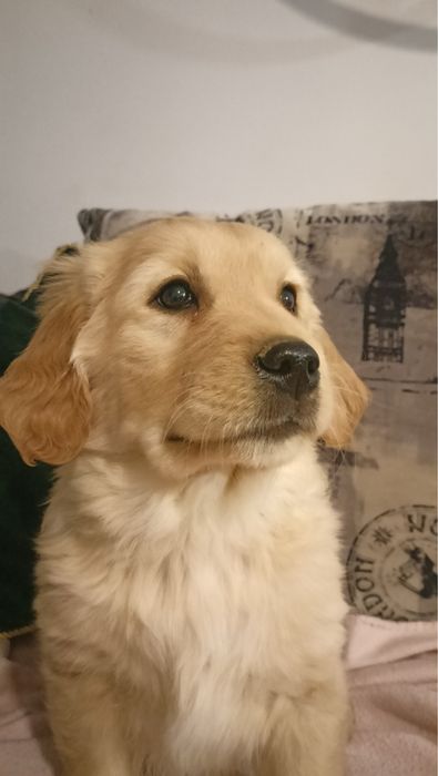Golden retriever