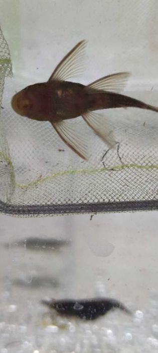 Продам L-сомов "Зелёный дракон"