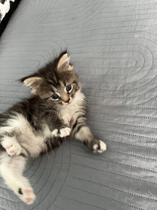 Maine Coon Kociak