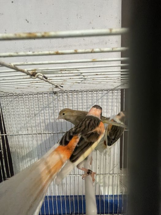 Canarios Arlequim portugues