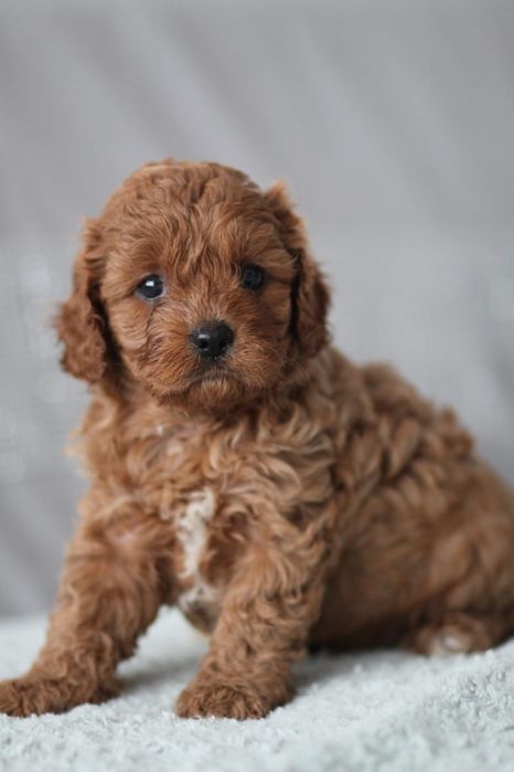 *** Suczka Cavapoo**