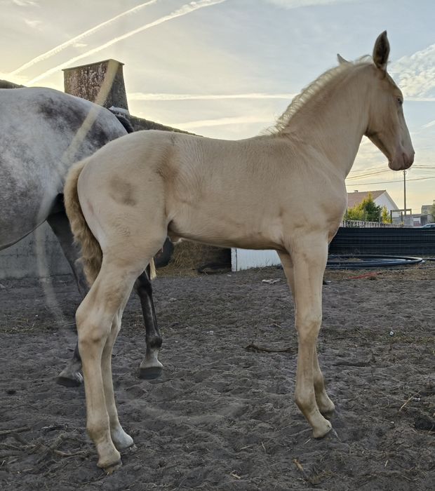 Poldros Isabel PSL Lusitano