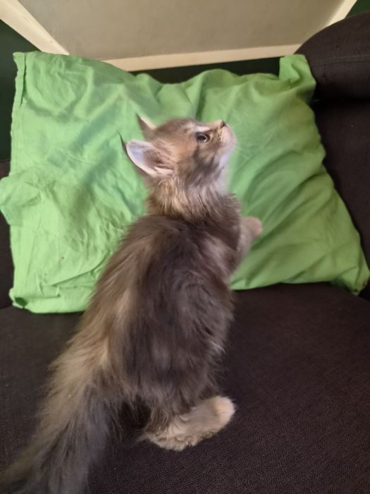 Niebieska szylkretka Maine Coon FPL