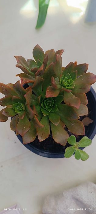 Suculentas pouco comuns