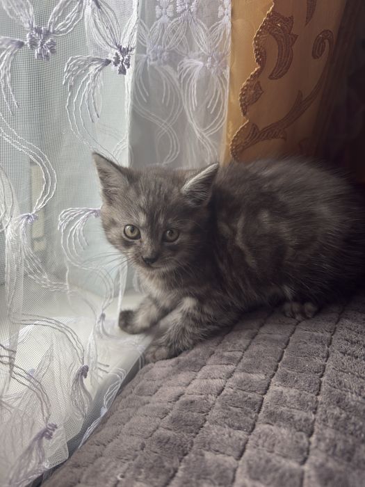 Котешенята у добрі руки!