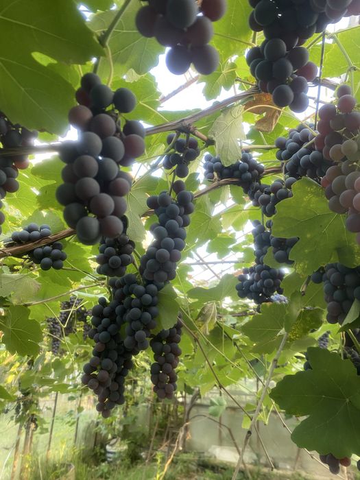 Winogron ciemny na wino do jedzenia
