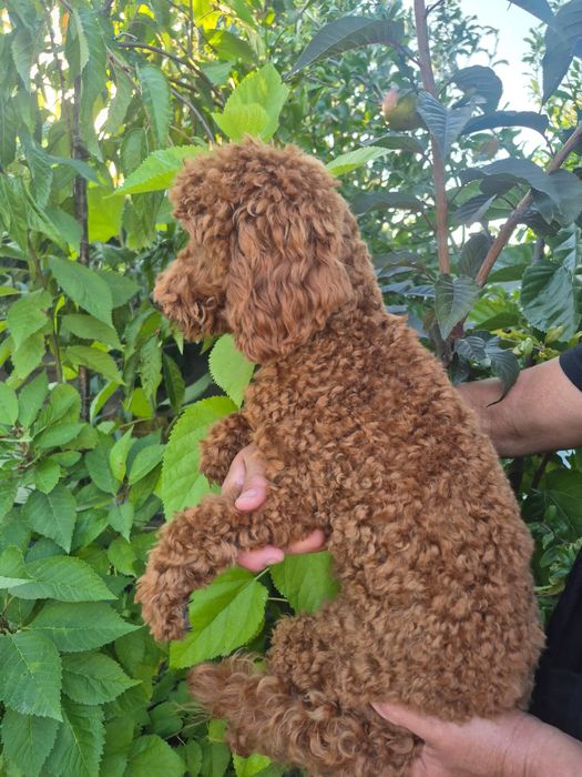Caniche Red Braun