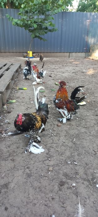 Алтайська бентамка  півники