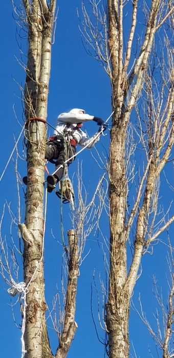 wycinka skracanie drzew ogrody rębak spalinowy frezowanie korzeni