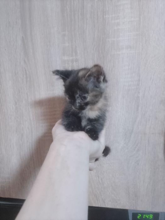 британочка девочка