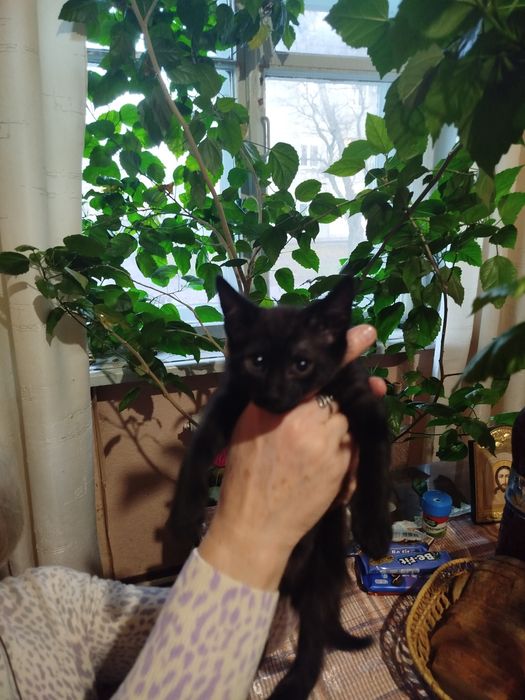 Кошенята шукають домівку