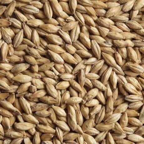 Солод Базовый Ячменный Отличного Качества Помол Тоже Делаем!