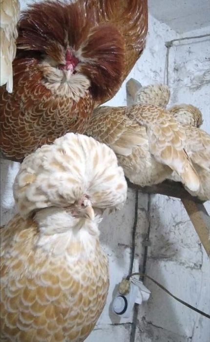 Czubatka polska 10 jaj lęgowych