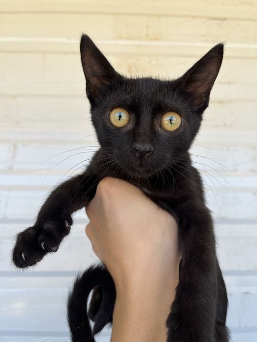 Tito- Gatinho bebé para adoção