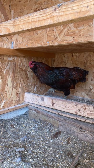 Galo Araucana -