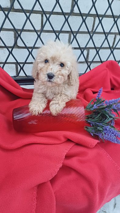 Хлопчик -той-Пудель