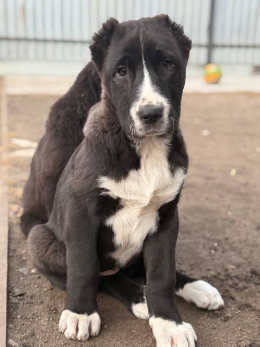 Продажа щенков «Алабай КСУ»