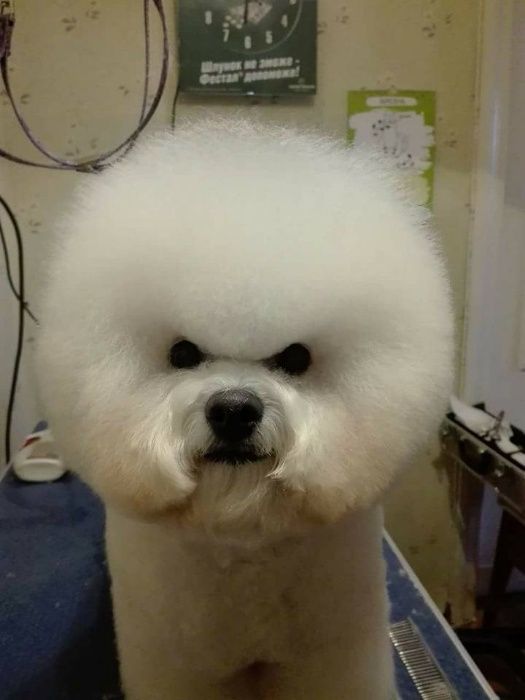 в'язка бішон-фрізе