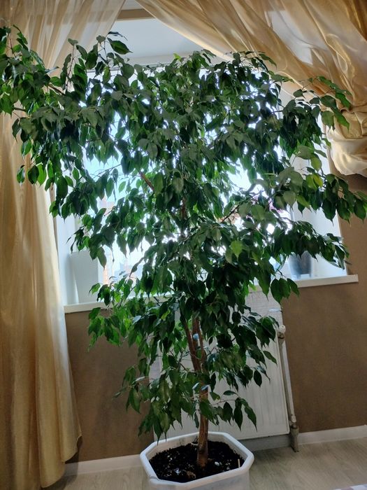 Фікус бенджаміна