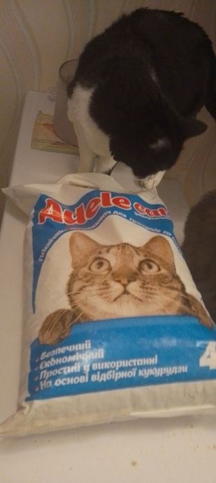 Туалетний папір для котів