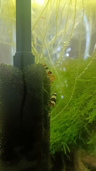 Pb Krewetki Caridina Crystal Black