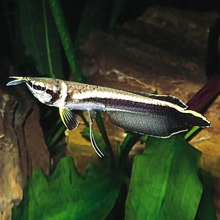 Арована черная Osteoglossum ferreirai