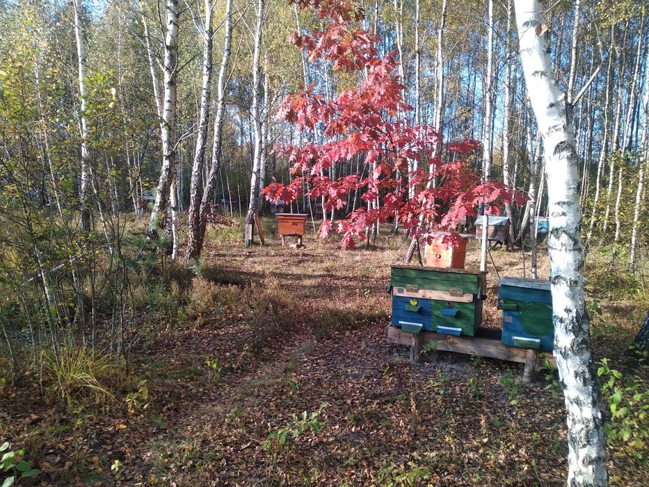 Продажі мед 2025. Пишіт