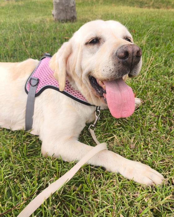 Bonnie- cadela de porte grande, labrador para adoção