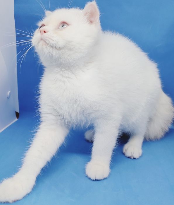 Скотиш страйт, шотландский, короткошерстный
