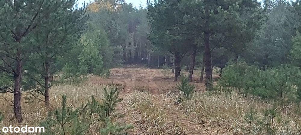 Puszcza Notecka Tanie działki budowlane bezpośrednio 50km od Poznania