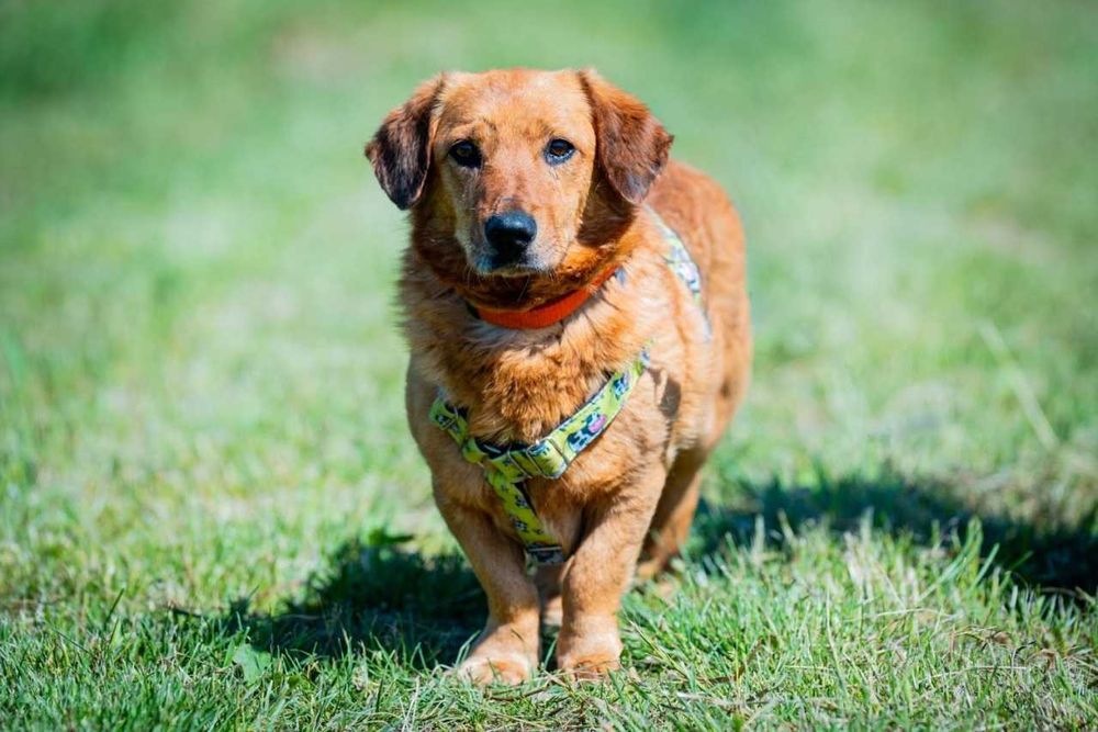 Tuliś - super slodziak szuka kogoś do przytulania na zawsze ADOPCJA