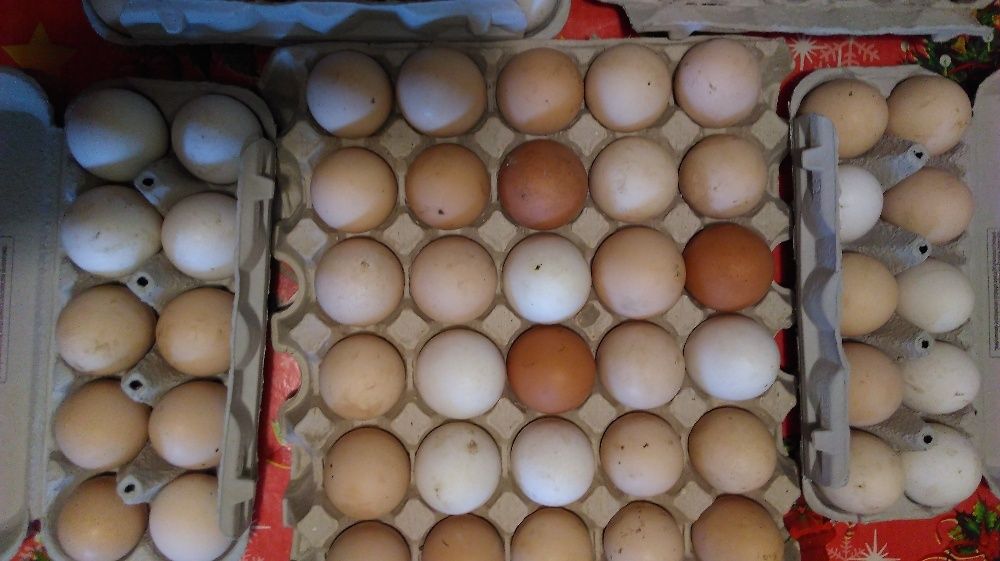 Jajka ekologiczne, z wolnego wybiegu, nioski naturalnie karmione