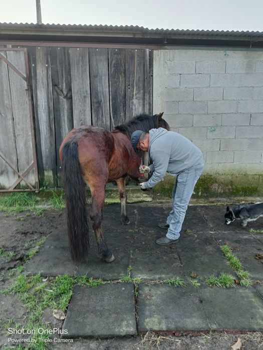 Cavalo garrano puro com livro azul e 3 anos feitos já com algum ensino