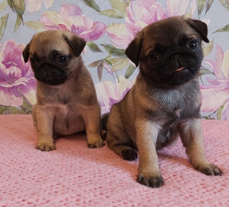 Мопсята  девочки