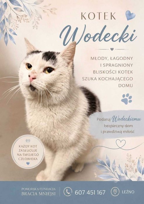 Koty do adopcji - Szukamy nowych domów