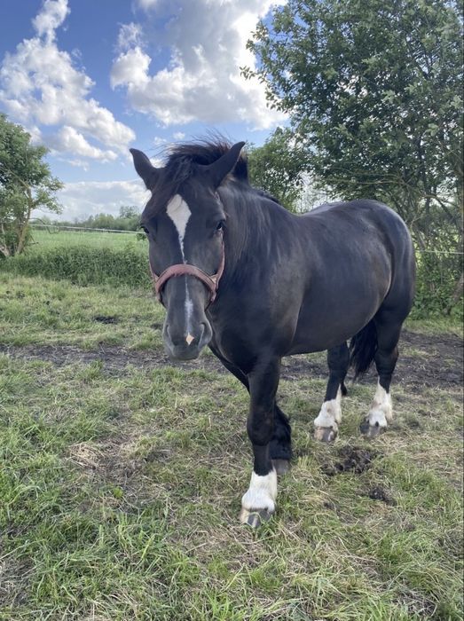 Sprzedam       klacz