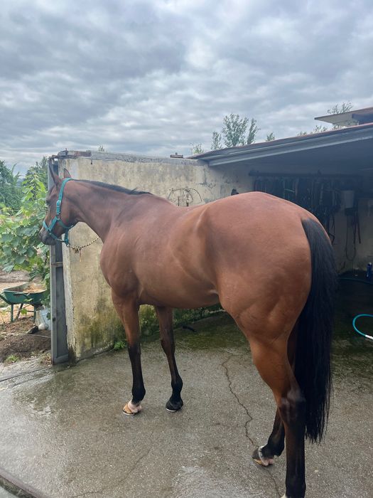 Cavalo psi macho