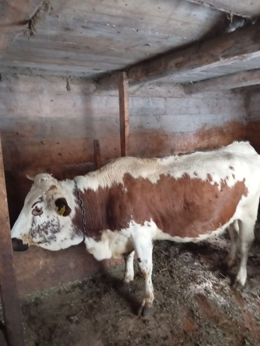 Продам корову 3 телям