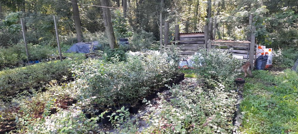 Borówka amerykańska 2 letnia 10 zł/szt - w 2l doniczce