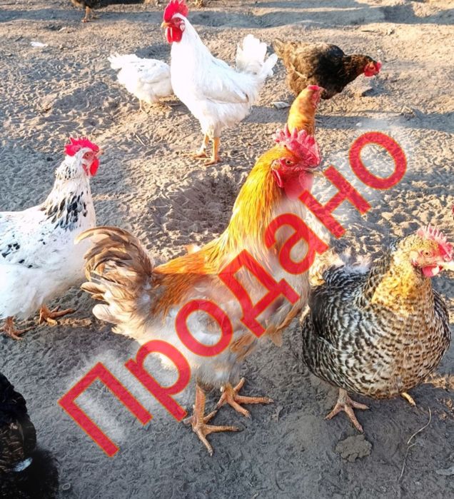 Продам молодих півників!