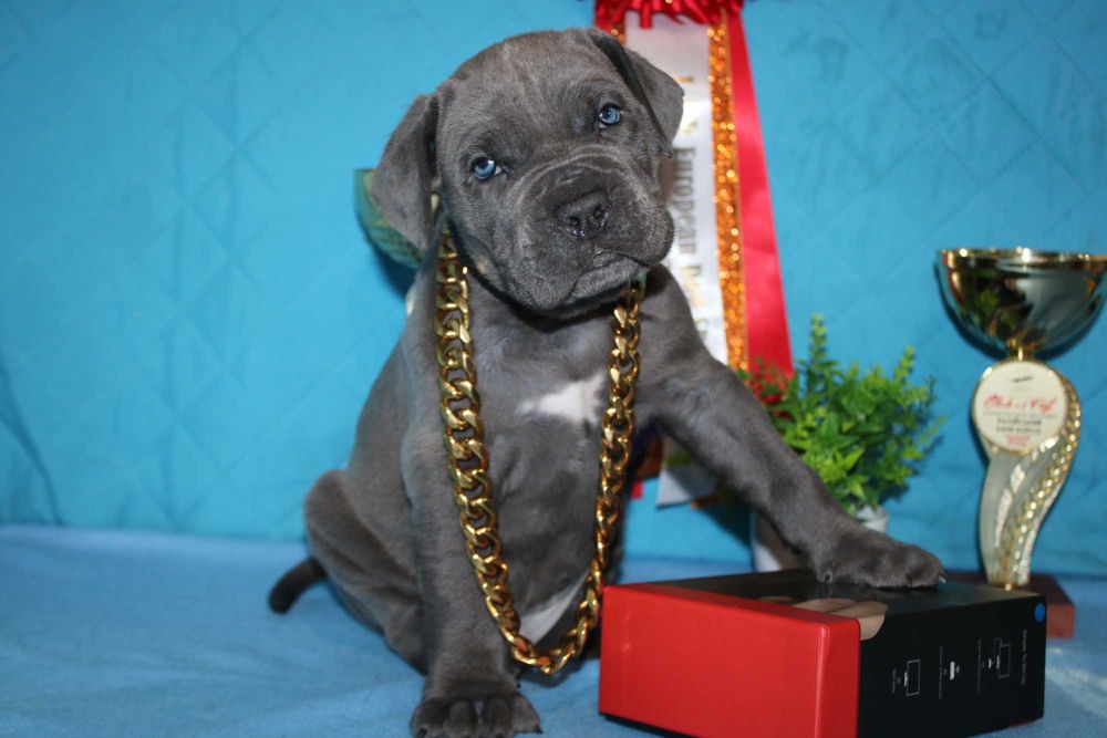 Дівчатка Кане Корсо-клас.