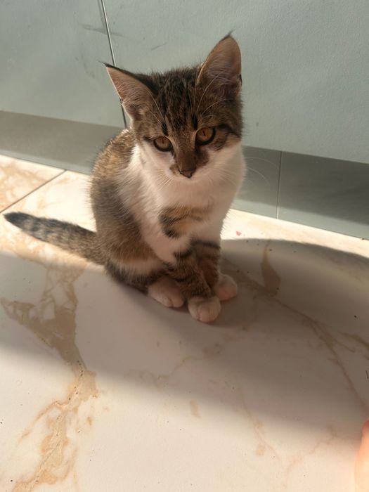 Віддамо котенят в добрі руки