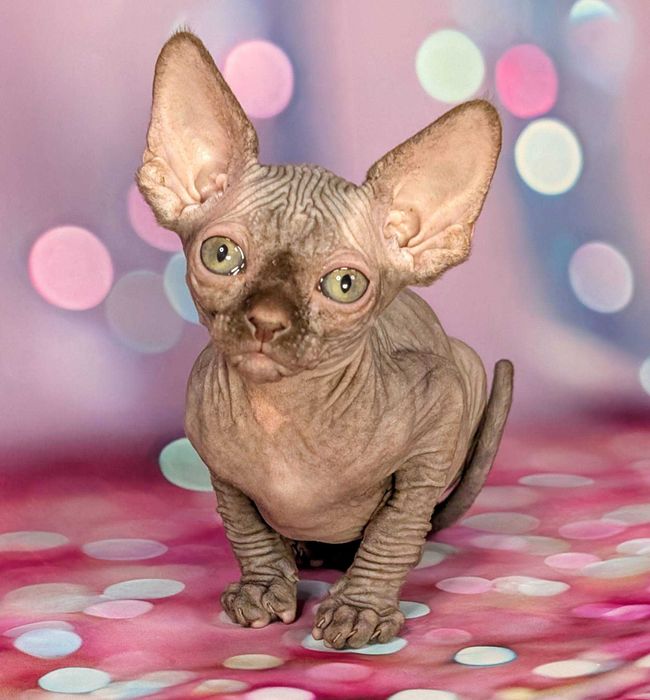 Scarlett Sfinks kanadyjski Czekoladowa dziewczynka