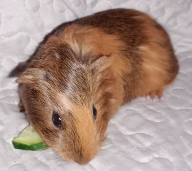 Świnka morska samica gładkowłosa