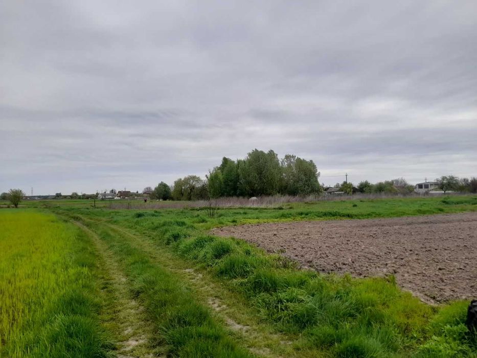 Шевченково ділянка 24 сот під будівництво на житловій вулиці.