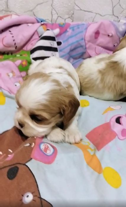 Бронь, кавалер кинг чарльз спаниель девочки и мальчики.