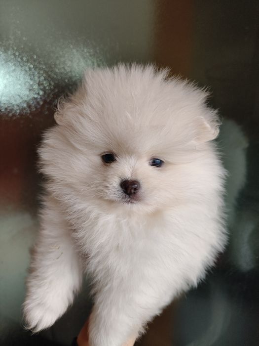 Lulu da Pomerânia menino