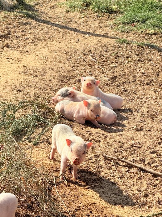 Mini pigs /porco anao