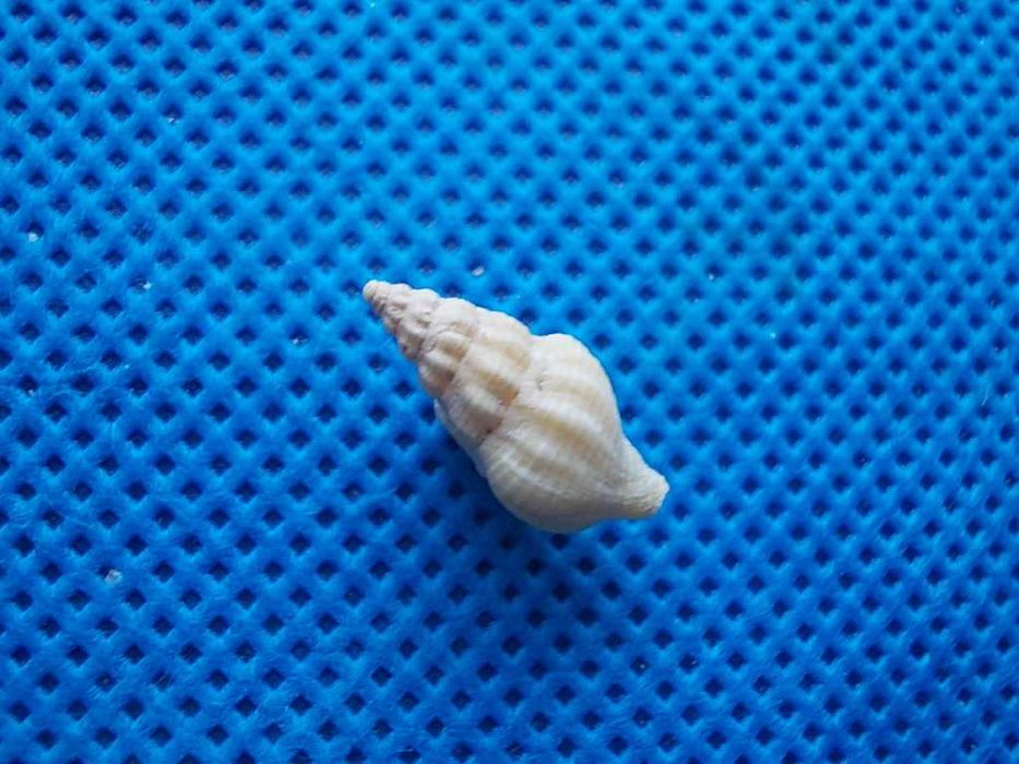 Muszle morskie- Tasmeuthria clarkei