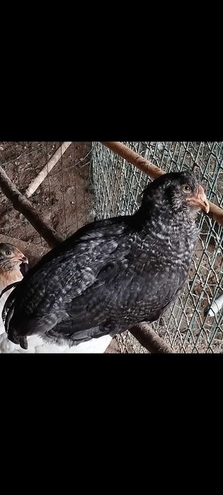 Casal de Araucanas